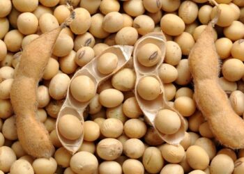 مبيعات فول الصويا الأمريكي تبلغ 2.27 مليون طن في أسبوع