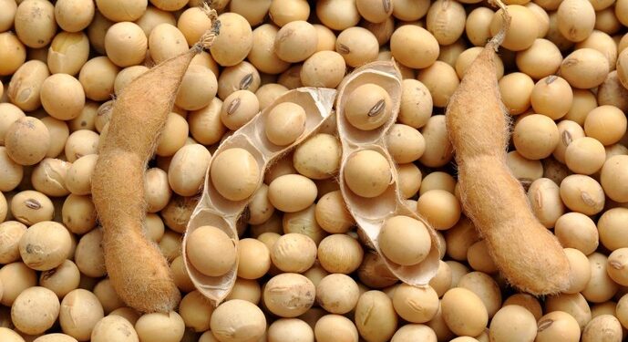 مبيعات فول الصويا الأمريكي تبلغ 2.27 مليون طن في أسبوع