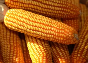 الذرة تنخفض