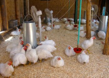 مشروعات بداري التسمين