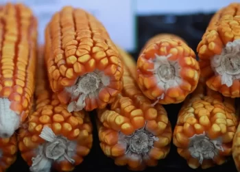 بنسبة 31%.. واردات مصر من الذرة الصفراء تقفز إلى 8.4 مليون طن في 2024