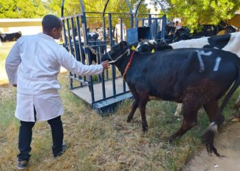 بالتعاون مع الإيفاد.. الزراعة توزع أبقار مجانية على 104 سيدة في وادى الصعايدة بأسوان