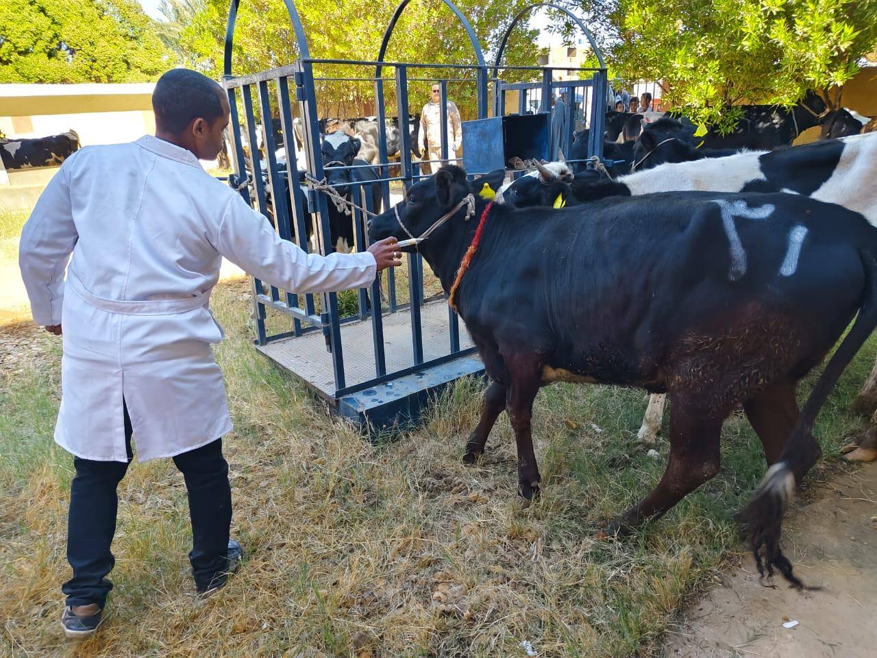 بالتعاون مع الإيفاد.. الزراعة توزع أبقار مجانية على 104 سيدة في وادى الصعايدة بأسوان