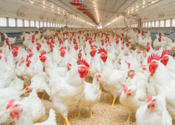 أسعار الدواجن