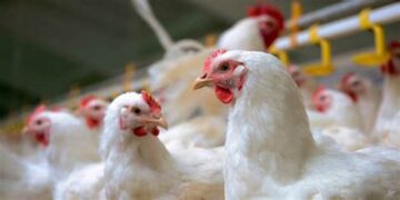 أسعار الدواجن