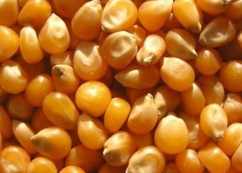 الذرة المستوردة