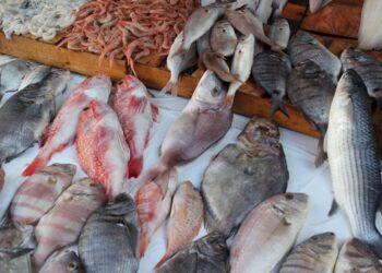 أسعار السمك