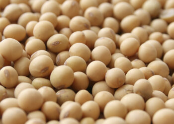 عقود فول الصويا