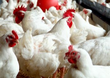 أسعار الداوجن.. الفراخ البيضاء تواصل تراجعها والكيلو يسجل 70 جنيه بالمزارع