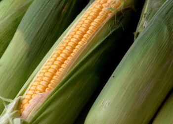 العقود الآجلة للذرة