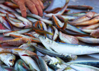 البوري يحافظ على استقراره.. أسعار السمك اليوم الأحد في سوف العبور