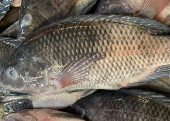 تراجع طفيف في أسعار السمك البلطي اليوم الإثنين في سوف العبور