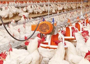 مزرعة دواجن