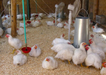 فيروس الريو