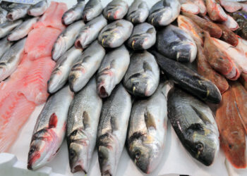 أسعار السمك اليوم الأحد