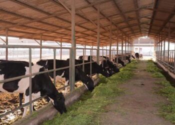 الزراعة تصدر 13238 ترخيصاً لأنشطة ومشروعات الثروة الحيوانية والداجنة والعلفية خلال عام 2024