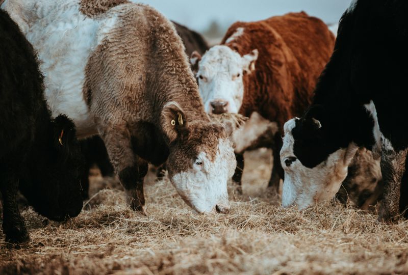 صادرات اللحوم الألمانية تواجه اضطراباً بعد ظهور مرض الحمى القلاعية