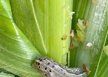 الزراعة تصدر بيانا بالتوصيات الفنية لمكافحة دودة الحشد الخريفية على محصول الذرة