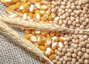 القمح والذرة وفول الصويا