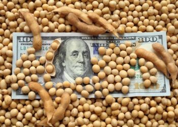 تراجع أسعار فول الصويا اليوم الخميس في شيكاغو تحت ضغط ارتفاع الدولار