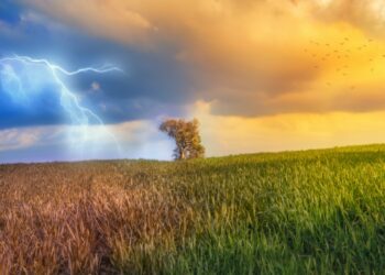 مصر زراعة فول الصويا في الأرجنتين