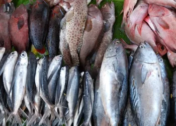 أسعار السمك اليوم الخميس 23-1-2025 في سوق العبور