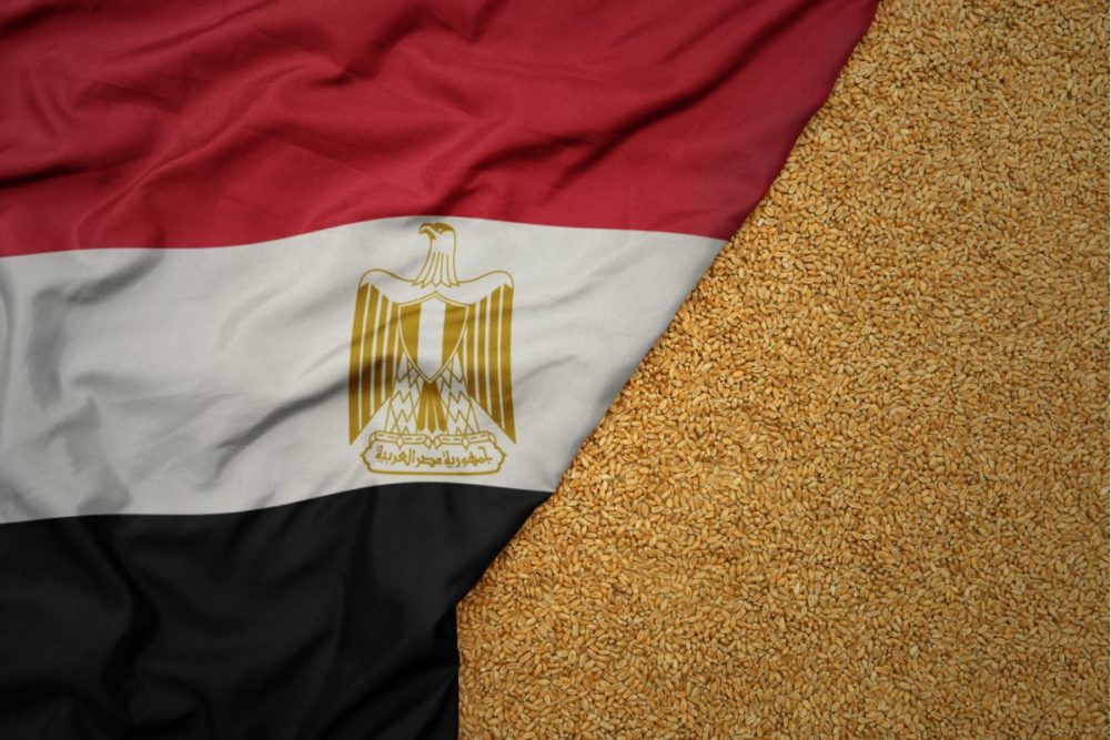 مصر تخطط لحصاد أكثر من 9.5 مليون طن من القمح في 2024-25