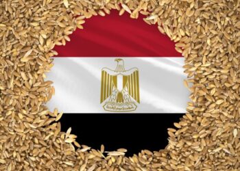 مصر تحل محل تركيا في تصنيف مستوردي القمح الروسي