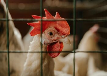 المصرية للدواجن