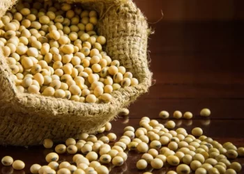 مبيعات فول الصويا الأمريكية ترتفع بنسبة 97٪ إلى 569.100 طن