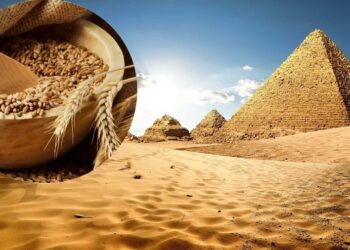 مصر تخطط لإنشاء مركز توريد الحبوب الأوكرانية