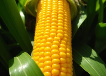 الذرة والصويا