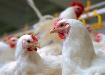 واردات اليابان من الدواجن تتجاوز متوسط ​​الخمس سنوات وسط تقلبات السوق