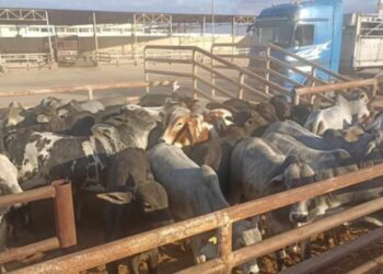 محطة تسمين الماشية ببورسعيد تستقبل أعداد من المواشي والعجول