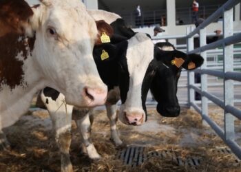 بحوث الإنتاج الحيواني ينظم برنامج تدريبي تحت عنوان "رعاية الماشية"