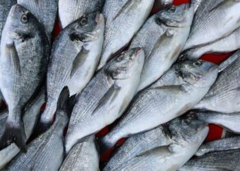 استقرار أسعار الأسماك اليوم السبت في سوق العبور للجملة