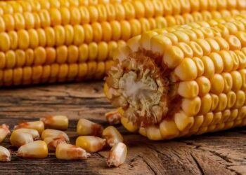 انخفاض عقود الذرة والقمح وفول الصويا بسبب المخاوف من تأثير الرسوم الجمركية الأمريكية