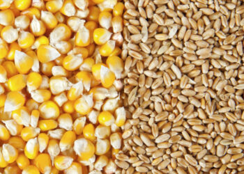 العقود الآجلة للذرة والقمح تتخذ مسارا هبوطيا قبيل إعلان ترامب خطط التعريفات الجمركية