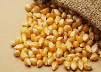 الصين تبيع بذور الذرة إلى الأرجنتين