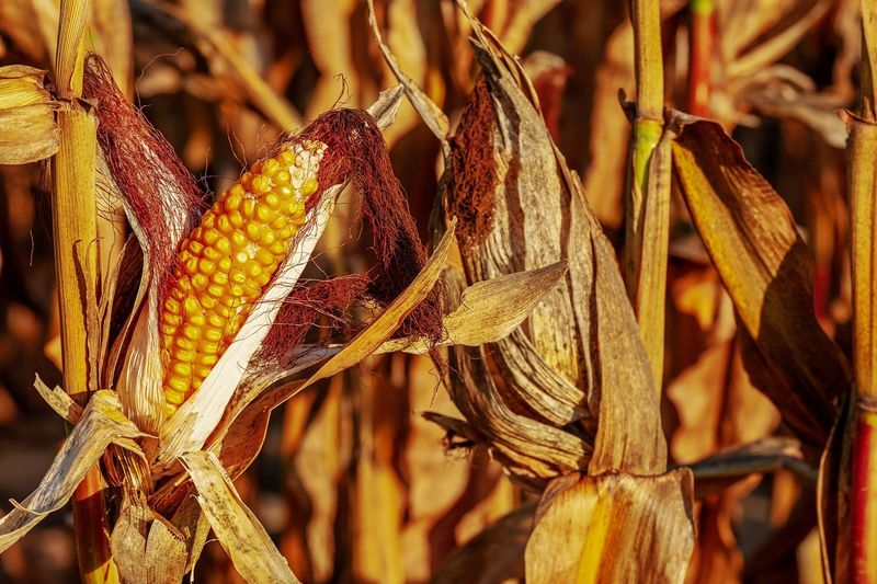 بلغاريا: محصول الذرة الأصغر منذ 12 عاما