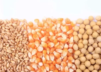 واردات مصر من الذرة وفول الصويا تقفز بشكل كبير فى يناير 2025