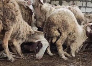 الأغنام والماعز