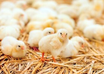 حماية المستهلك