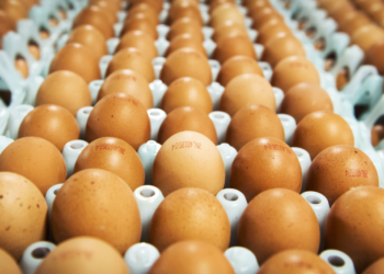 منتجي البيض