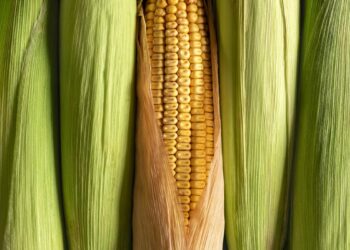 العقود الآجلة للذرة تتجه نحو الارتفاع بنهاية تعاملات الإثنين قبل تقرير وزارة الزراعة الأمريكية