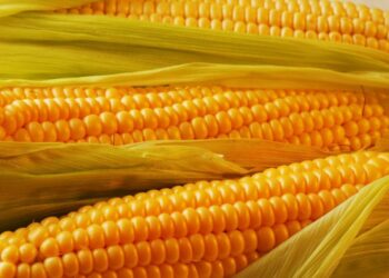 المكسيك تحظر الذرة المعدلة وراثيا