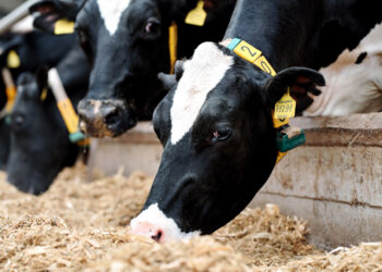 واردات مصر من الماشية الحية تتراجع بنسبة 44.7% خلال 2024