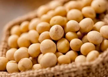 فول الصويا يبدأ الأسبوع في المنطقة السلبية في بورصة شيكاغو ، مع توتر السوق من قبل ترامب