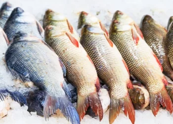 انخفاض أسعار السمك في سوق العبور اليوم الأربعاء 12-3-2025