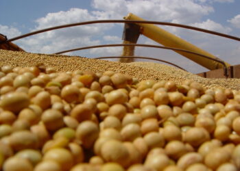 عقود فول الصويا تختتم الأسبوع على ارتفاع مع انخفاض إنتاج الأرجنتين ودعم السوق الخارجية